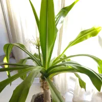 سه تا گلدان گل