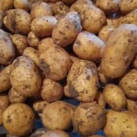 سیب زمینی جیلی لوکس