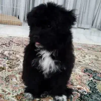 واگذاری سگ (پرورشگاه و سرپناه سگ های خانگی )|سگ|پرند, فاز ۱|دیوار