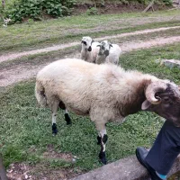 گوسفند پروار