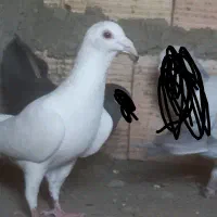 کبوتر نابلد پرشی