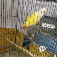 مرغ عشق انگلیسی و طوطی برزیلی مولد|پرنده|کرج, اسدآباد|دیوار