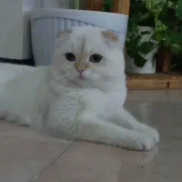 گربه اسکاتیش نر فروشی