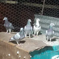 کفتر آلمانی