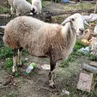 گوسفند آبستن سنو شده