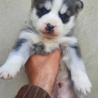 توله هاسکی سیبرین