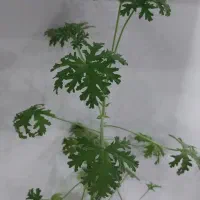 گل عطر شاه سرسبز ریشه دار|گل و گیاه طبیعی|ارومیه, |دیوار