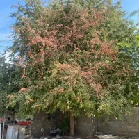 قطع و هرس درختان