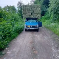 خوراک دام