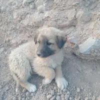 سگ افغان|سگ|کرمان, |دیوار