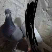 نروماده سبز کیلومتری ضمانتی