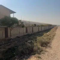 اجاره گلخانه 6000 متر فول جاده ابباریک|اجارهٔ دفتر صنعتی، کشاورزی، تجاری|جوادآباد, |دیوار
