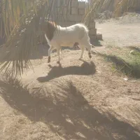 کره نر فروشی