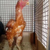 خروس و مرغ لاری دونگ بالا افغان..در رباط کریم|حیوانات مزرعه|تهران, بوستان ولایت|دیوار