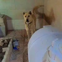 سگ سرابی یک ساله