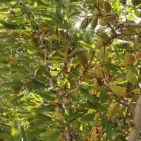 هرس انواع درختان به صورت حرفهای|خدمات باغبانی و درختکاری|سامان, |دیوار