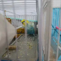 دو جفت مرغ عشق