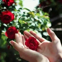 گواهی نامه گم شده بنام مهران شنبه زاده