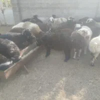 بره نر