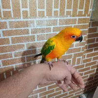 طوطی خورشیدی فول رام چلوندنی سخنگو|پرنده|کرمان, |دیوار