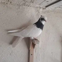 کبوتر زرقان|پرنده|شیراز, رکنآباد|دیوار