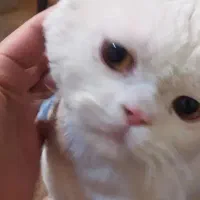 گربه پرشین نر|گربه|اصفهان, کوی شهید کشوری|دیوار