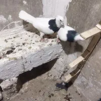 کبوتر طوقی|پرنده|شیروان (خراسان), |دیوار