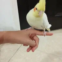 عروس هلندی|پرنده|مشکین‌دشت, |دیوار