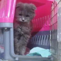 اسکاتیش فولد