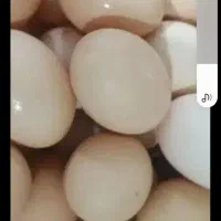 تخم مرغ