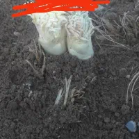 کما فروشی تا 300ال 400کیلو فروشی تازه