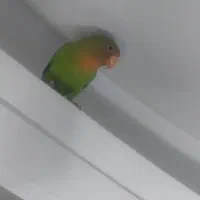 طوطی کوتوله برزیلی