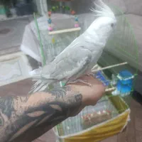 عروس هلندی نر سخنگو