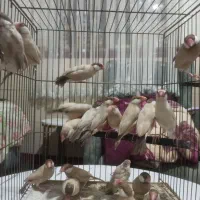 نرگسی شکلاتی