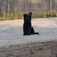 ژرمن شیپرد بلک ۸۰روزه|سگ|مشهد, کوثر|دیوار