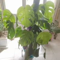 گل برگ انجیری ،سانسوریا پاکوتاه ابلق و سبز|گل و گیاه طبیعی|تهران, جیحون|دیوار