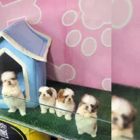 شیتزو سوپرفلت|سگ|بندرعباس, |دیوار