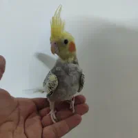 جوجه عروس هلندی