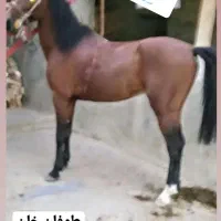 اسب فنوتیپ دار ۷ به ۸ سال