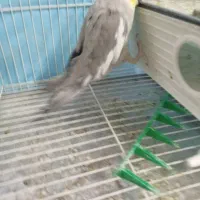 یک عروس هلندی نر سالم حرف میزند بوس بده خوشگل بایا