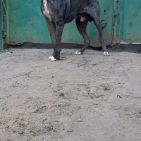 سگ گریدین اصل|سگ|کرمانشاه, |دیوار