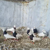 طوقی خوب|پرنده|جم, |دیوار
