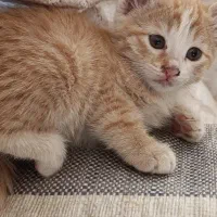 گربه|گربه|اسفرورین, |دیوار