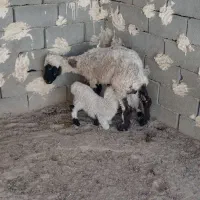 گوسفند جملی جوان بادوبره نر