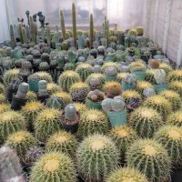 کاکتوس. آگاو. نخل مادگاسکار بزرگ