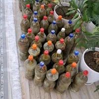 فروش خیارشور