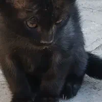 فروش بچه گربه|گربه|همدان, |دیوار