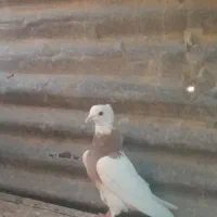 طوقی شازده نر