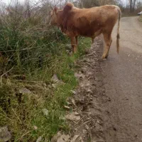 گاوورزا|حیوانات مزرعه|شفت, |دیوار