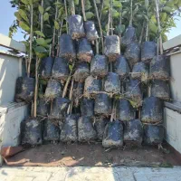 فروش انواع نهال مرکبات ۱۰۰ درصد تضمینی در رقم|خدمات باغبانی و درختکاری|قائم‌شهر, |دیوار